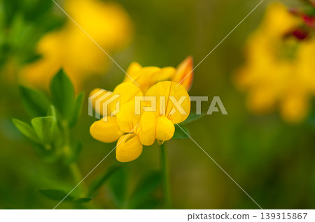 Lotus japonicus Lotus japonicus 139315867