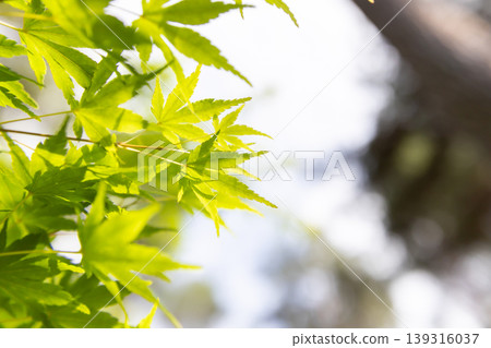 A close-up of refreshing green maple leaves. 139316037