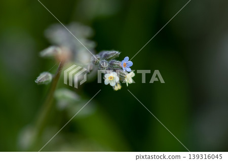 Forget-me-nots (Myosotis discolor) whose flowers change color. Forget-me-nots (Myosotis discolor) whose flowers change color. 139316045