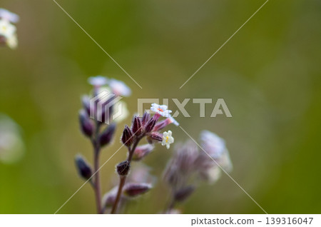 Forget-me-nots (Myosotis discolor) whose flowers change color. Forget-me-nots (Myosotis discolor) whose flowers change color. 139316047