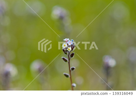 Forget-me-nots (Myosotis discolor) whose flowers change color. Forget-me-nots (Myosotis discolor) whose flowers change color. 139316049