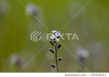 Forget-me-nots (Myosotis discolor) whose flowers change color. 139316051