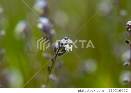 勿忘我(Myosotis discolor),其花會變色。 勿忘我(Myosotis discolor),其花會變色。 139316052