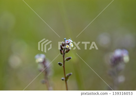 勿忘我(Myosotis discolor),其花會變色。 勿忘我(Myosotis discolor),其花會變色。 139316053