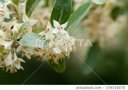 Summer silverberry flower 139316078
