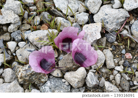 Poppy petals that have fallen to the ground 139316091