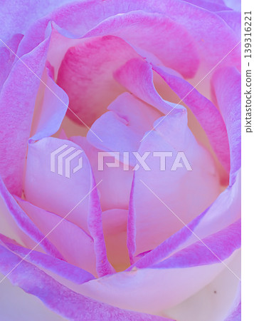 Pink rose petals Pink rose petals 139316221