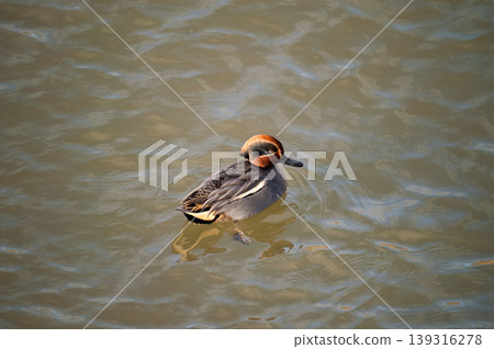 A small duck on the Yasuragi embankment of the Shinano River A small duck on the Yasuragi embankment of the Shinano River 139316278