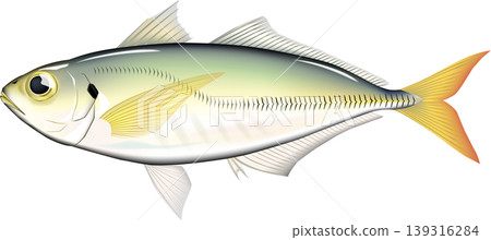 魚類插圖:「竹莢魚(日本竹莢魚)」 - 向量格式 - 白色背景單張圖片 魚類插圖:「竹莢魚(日本竹莢魚)」 - 向量格式 - 白色背景單張圖片 139316284