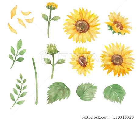 Watercolor sunflower illustration 139316320