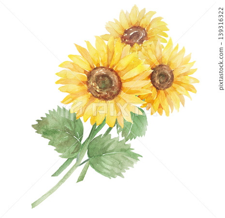 Watercolor sunflower illustration Watercolor sunflower illustration 139316322