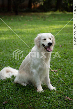 A golden retriever sitting on the grass / Life with a dog in nature A golden retriever sitting on the grass / Life with a dog in nature 139316328