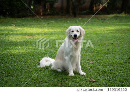 一隻金毛犬坐在草地上 / 與狗在大自然中的生活 139316330