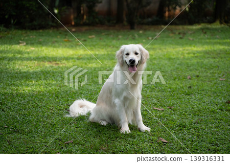 一隻金毛犬坐在草地上 / 與狗在大自然中的生活 一隻金毛犬坐在草地上 / 與狗在大自然中的生活 139316331