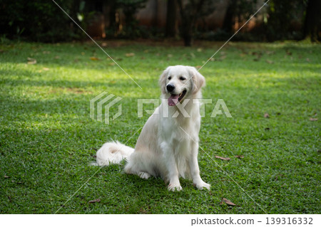 A golden retriever sitting on the grass / Life with a dog in nature A golden retriever sitting on the grass / Life with a dog in nature 139316332