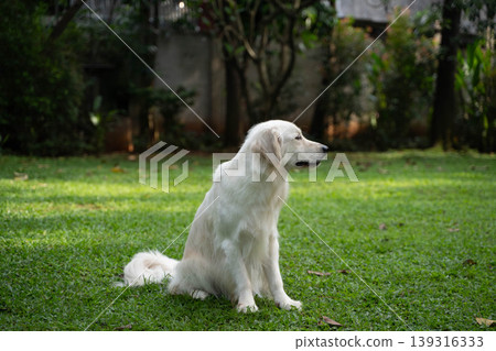 A golden retriever sitting on the grass / Life with a dog in nature A golden retriever sitting on the grass / Life with a dog in nature 139316333