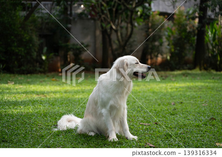 A golden retriever sitting on the grass / Life with a dog in nature A golden retriever sitting on the grass / Life with a dog in nature 139316334