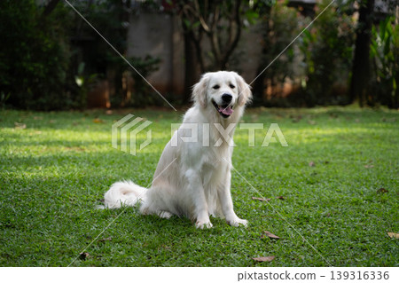 A golden retriever sitting on the grass / Life with a dog in nature 139316336