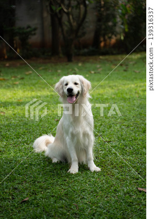 A golden retriever sitting on the grass / Life with a dog in nature A golden retriever sitting on the grass / Life with a dog in nature 139316337