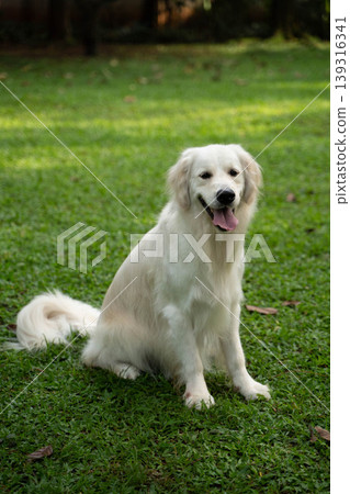 一隻金毛犬坐在草地上 / 與狗在大自然中的生活 一隻金毛犬坐在草地上 / 與狗在大自然中的生活 139316341
