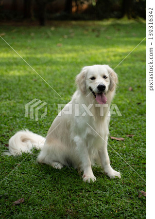 一隻金毛犬坐在草地上 / 與狗在大自然中的生活 一隻金毛犬坐在草地上 / 與狗在大自然中的生活 139316342