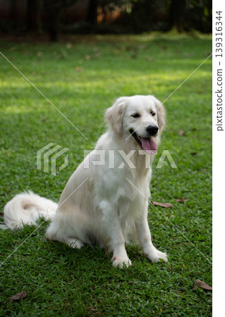 一隻金毛犬坐在草地上 / 與狗在大自然中的生活 一隻金毛犬坐在草地上 / 與狗在大自然中的生活 139316344