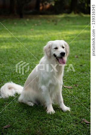 一隻金毛犬坐在草地上 / 與狗在大自然中的生活 一隻金毛犬坐在草地上 / 與狗在大自然中的生活 139316345