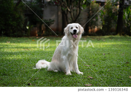 A golden retriever sitting on the grass / Life with a dog in nature A golden retriever sitting on the grass / Life with a dog in nature 139316348