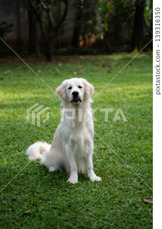 A golden retriever sitting on the grass / Life with a dog in nature A golden retriever sitting on the grass / Life with a dog in nature 139316350