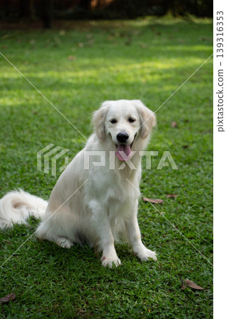 A golden retriever sitting on the grass / Life with a dog in nature A golden retriever sitting on the grass / Life with a dog in nature 139316353