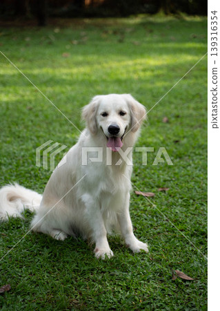 A golden retriever sitting on the grass / Life with a dog in nature A golden retriever sitting on the grass / Life with a dog in nature 139316354
