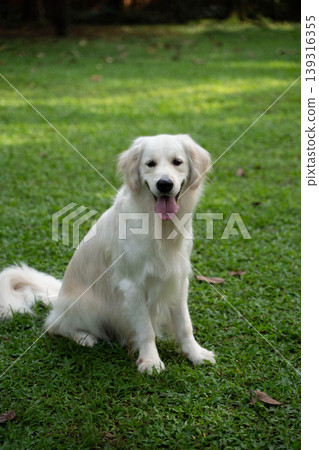 A golden retriever sitting on the grass / Life with a dog in nature A golden retriever sitting on the grass / Life with a dog in nature 139316355