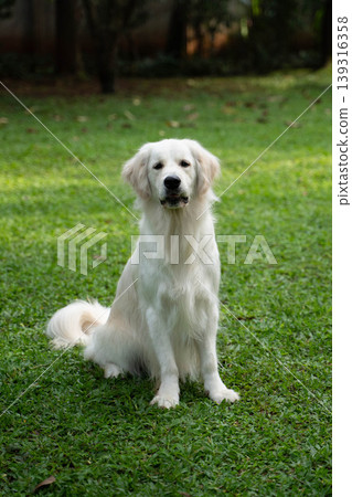 A golden retriever sitting on the grass / Life with a dog in nature A golden retriever sitting on the grass / Life with a dog in nature 139316358