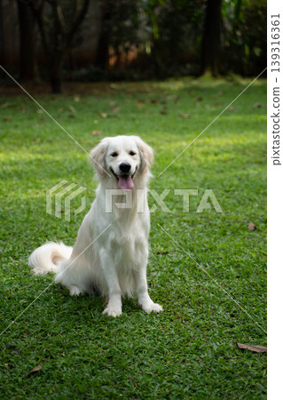 一隻金毛犬坐在草地上 / 與狗在大自然中的生活 一隻金毛犬坐在草地上 / 與狗在大自然中的生活 139316361