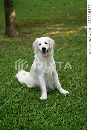 A golden retriever sitting on the grass / Life with a dog in nature A golden retriever sitting on the grass / Life with a dog in nature 139316363