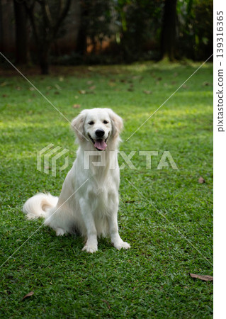 A golden retriever sitting on the grass / Life with a dog in nature A golden retriever sitting on the grass / Life with a dog in nature 139316365