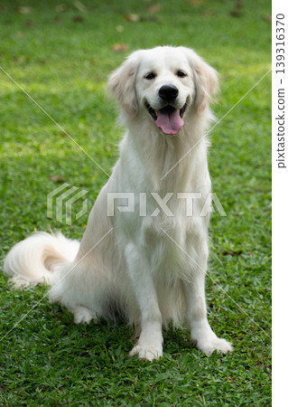 一隻金毛犬坐在草地上 / 與狗在大自然中的生活 139316370