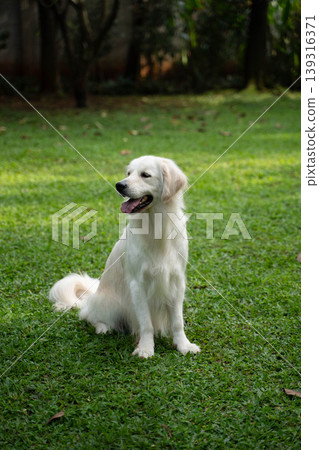 A golden retriever sitting on the grass / Life with a dog in nature A golden retriever sitting on the grass / Life with a dog in nature 139316371