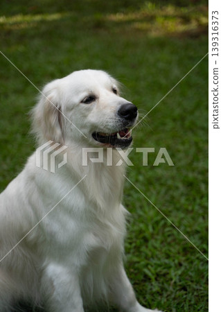 一隻金毛犬坐在草地上 / 與狗在大自然中的生活 139316373