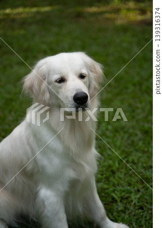 一隻金毛犬坐在草地上 / 與狗在大自然中的生活 一隻金毛犬坐在草地上 / 與狗在大自然中的生活 139316374