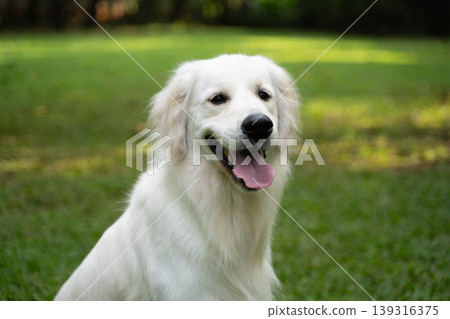 一隻金毛犬坐在草地上 / 與狗在大自然中的生活 一隻金毛犬坐在草地上 / 與狗在大自然中的生活 139316375