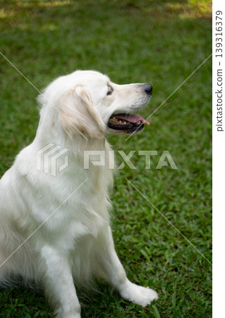 A golden retriever sitting on the grass / Life with a dog in nature A golden retriever sitting on the grass / Life with a dog in nature 139316379