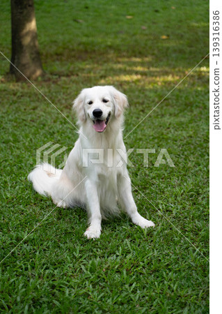 A golden retriever sitting on the grass / Life with a dog in nature A golden retriever sitting on the grass / Life with a dog in nature 139316386