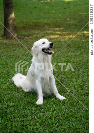 A golden retriever sitting on the grass / Life with a dog in nature A golden retriever sitting on the grass / Life with a dog in nature 139316387