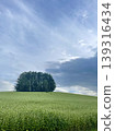 Summer in Biei: White flower fields and vast clouds adorn the Mild Seven Hills. 139316434