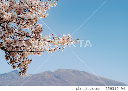 Cherry blossoms in full bloom, blue sky, and Mount Asama - b-4 Film style Cherry blossoms in full bloom, blue sky, and Mount Asama - b-4 Film style 139316494