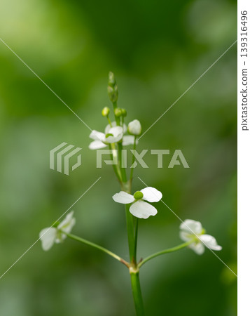 Female flowers of Sagittaria trifolia in a wetland Female flowers of Sagittaria trifolia in a wetland 139316496
