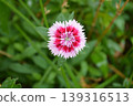 撫子（一種花） 139316513