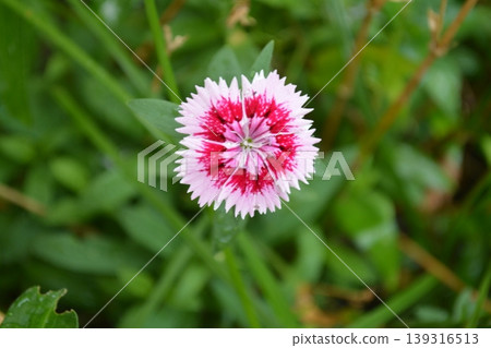 撫子(一種花) 撫子(一種花) 139316513