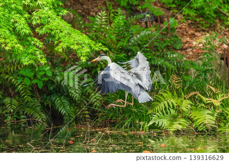 Grey heron and fresh green leaves 139316629